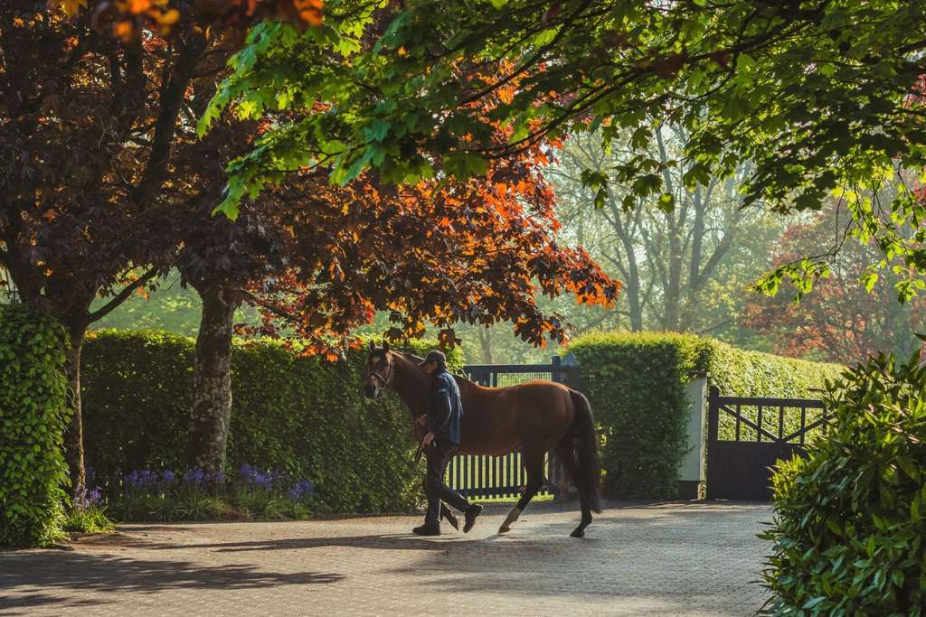 race horse at cashel palace in tipperary ireland