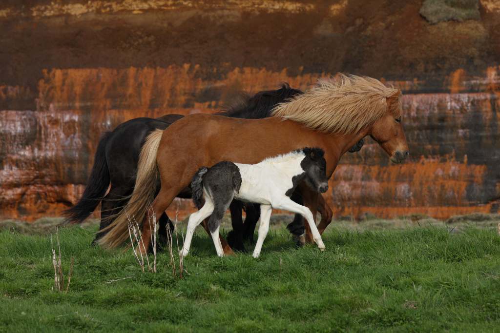 shaggy icelandic horses and foal