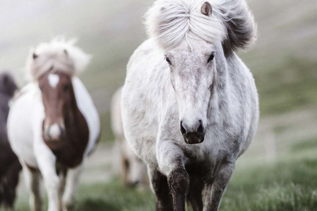 icelandic horses are small in statue 