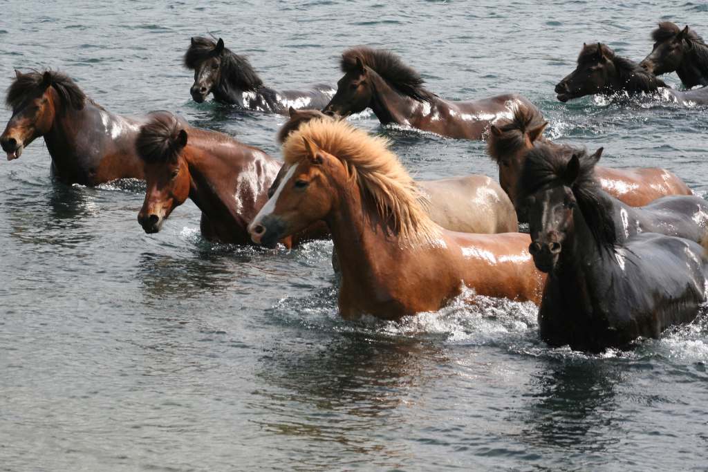 icelandic horses cooling off