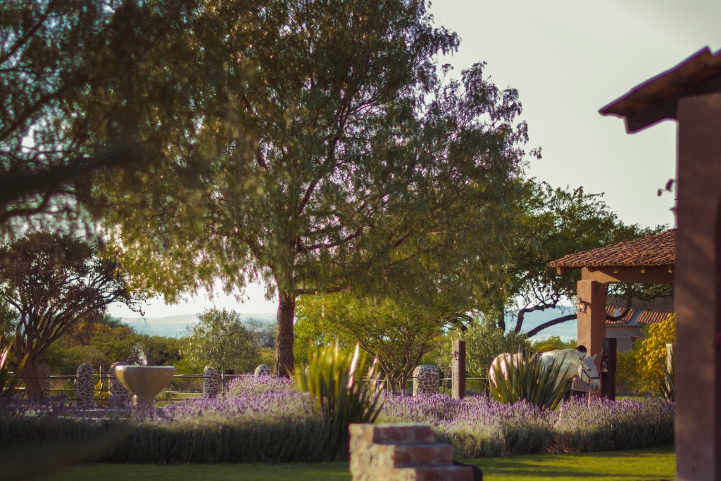 garden of rancho sol dorado in guanajuato mexico with greenery and a white horse