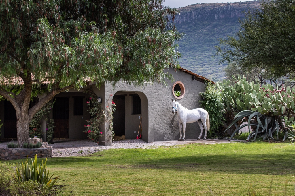 white horse standing outside of rancho sol dorado in mexico