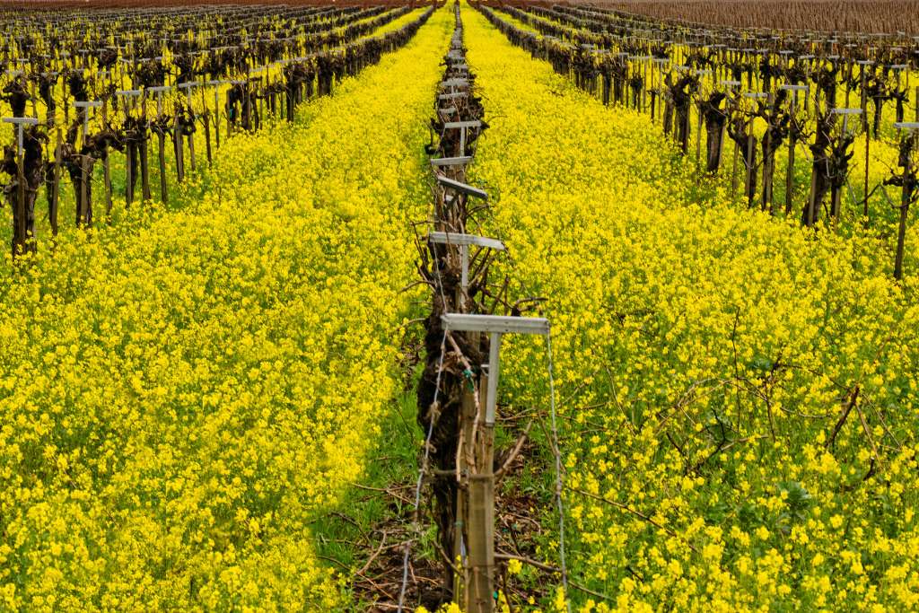 wild mustard season in the napa valley features ribbons of yellow flowers in the vines