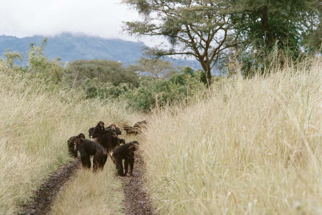 chimps in our midst, rwanda