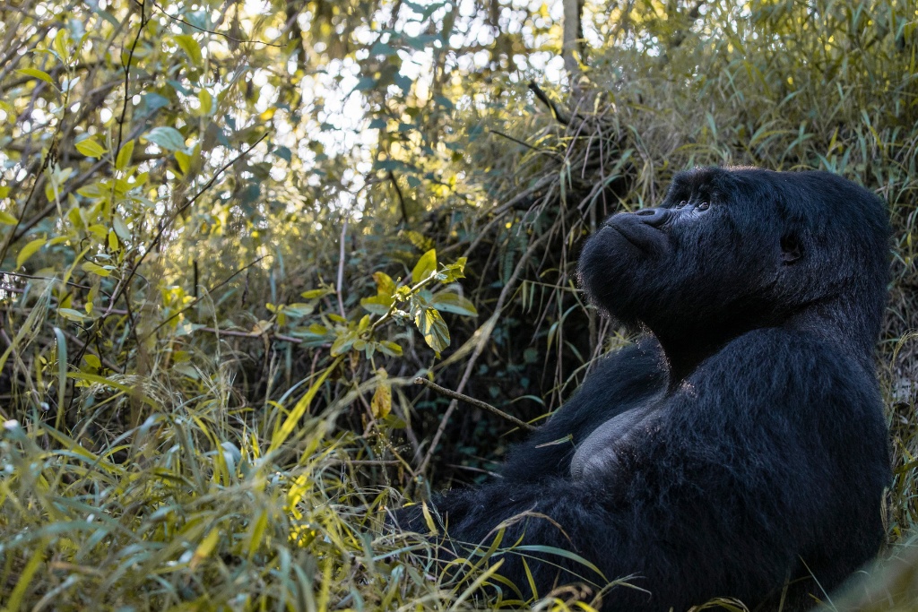 gorilla in uganda