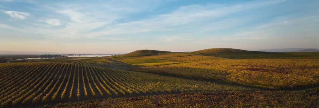 bouchaine vineyards lanscape