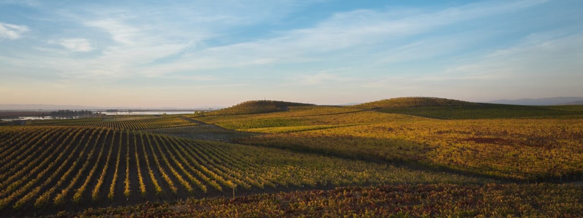 bouchaine vineyards lanscape