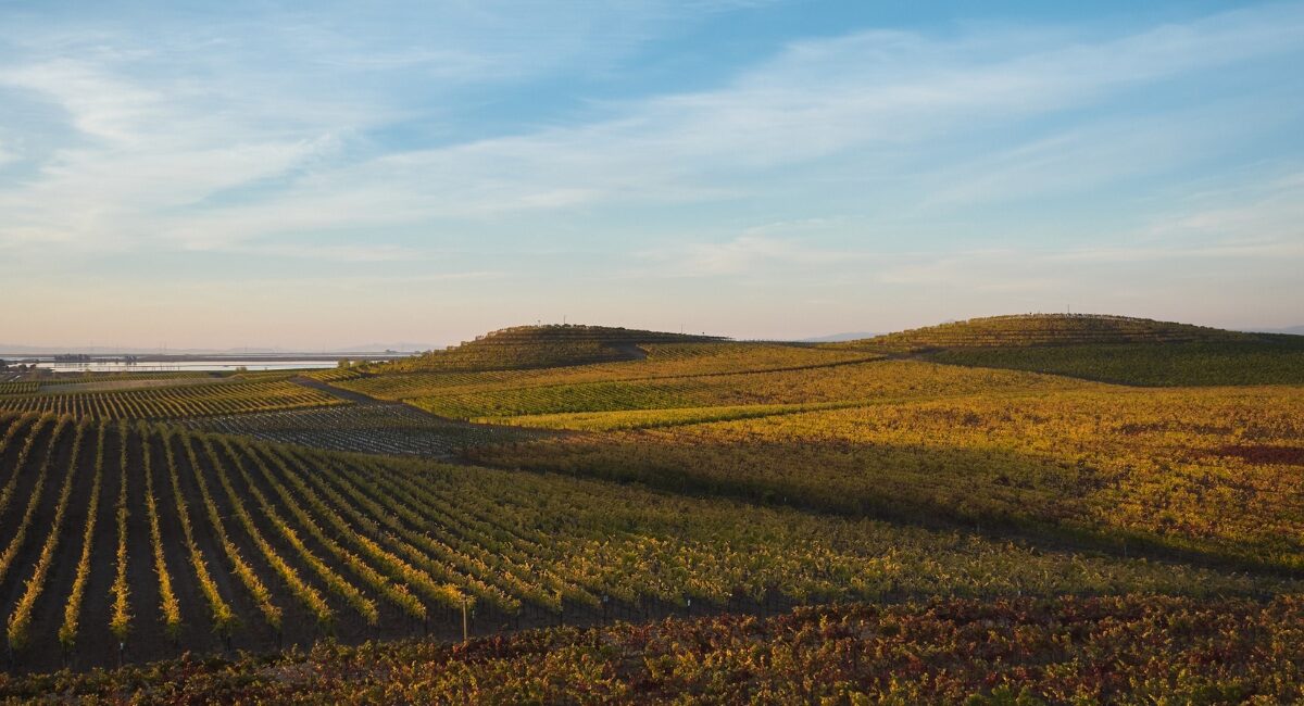 bouchaine vineyards lanscape