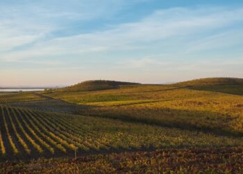 bouchaine vineyards lanscape