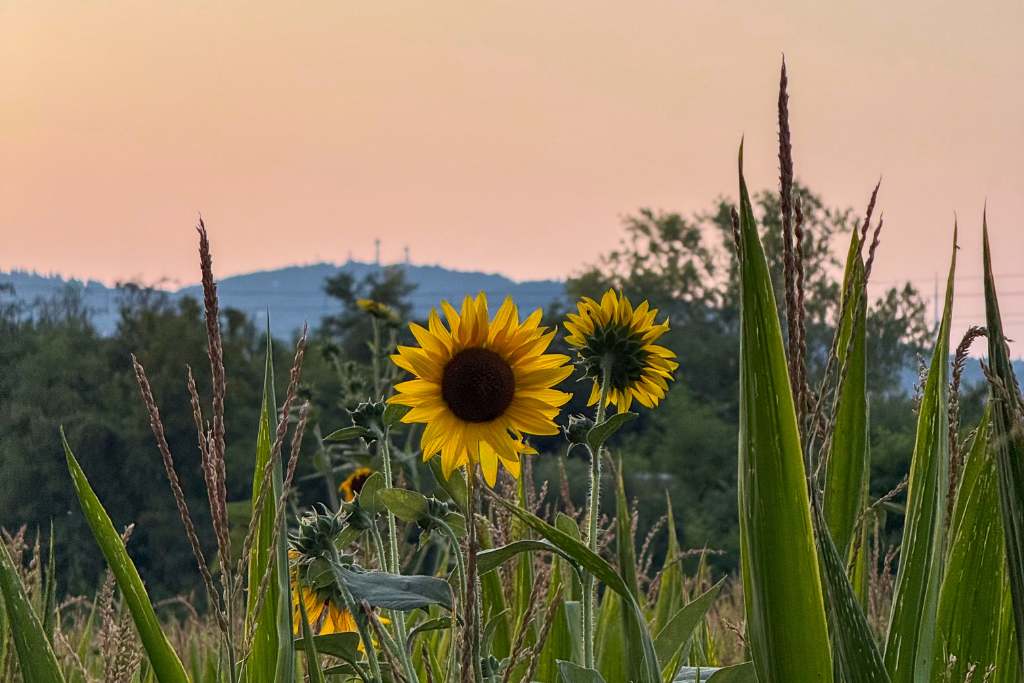 sunflowers at la giardina guest house