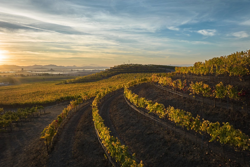 vineyard view