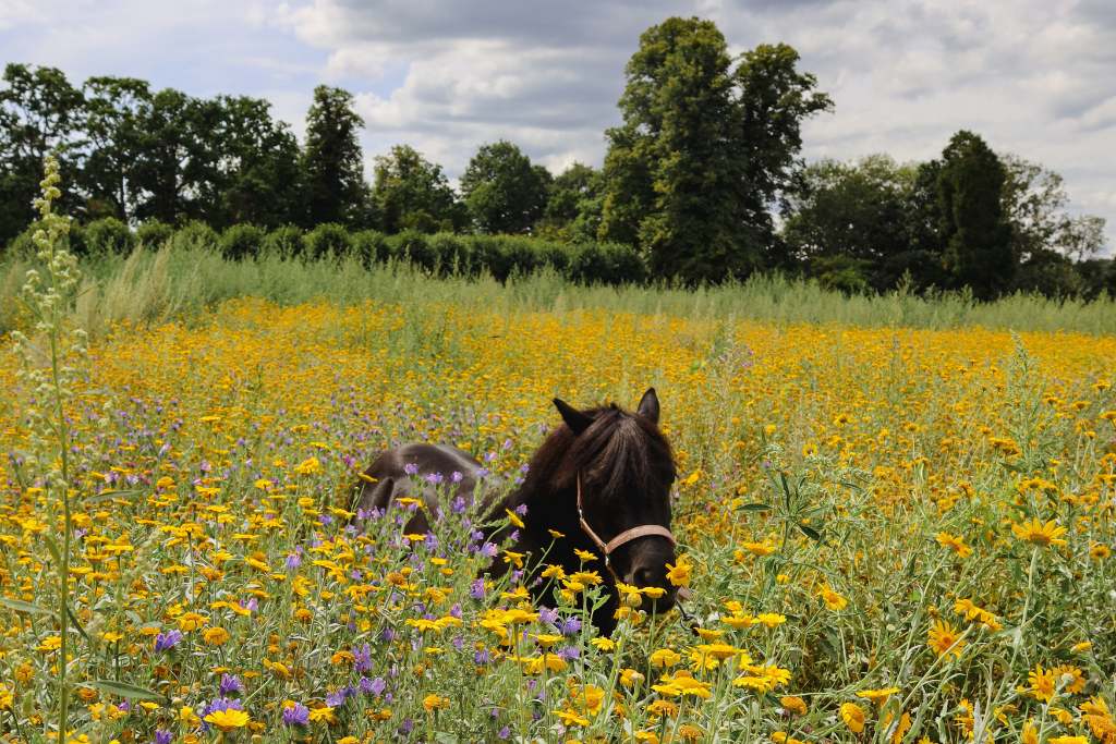coworth park dorchester collection is an equestrian haven
