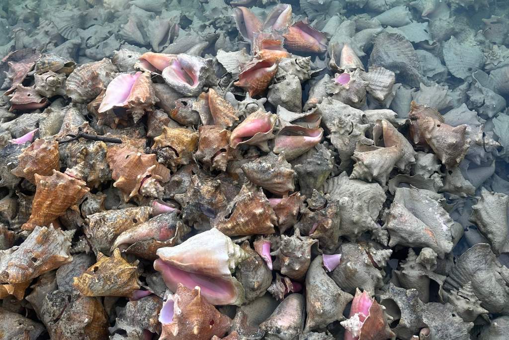 conch shells, kamalame cay, bahamas