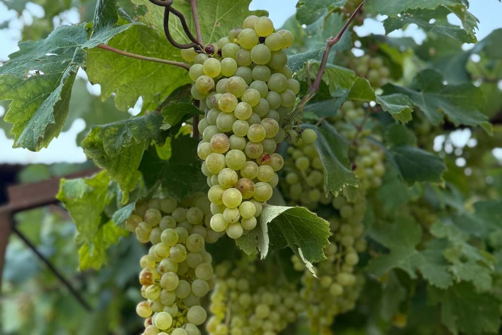 vineyards in turin, la giardina guest house