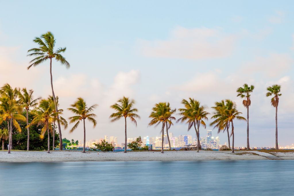miami beach and palm trees and city line