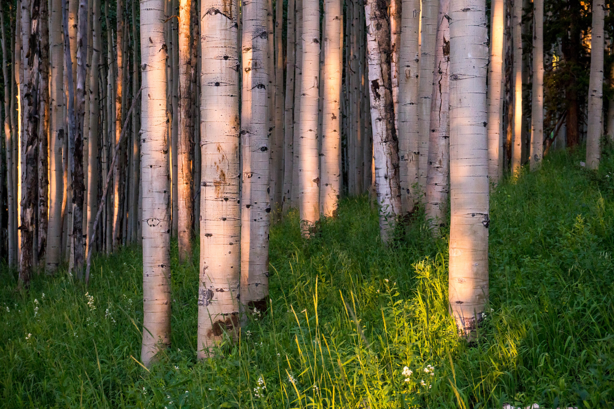 white birch trees in summer in snowmass