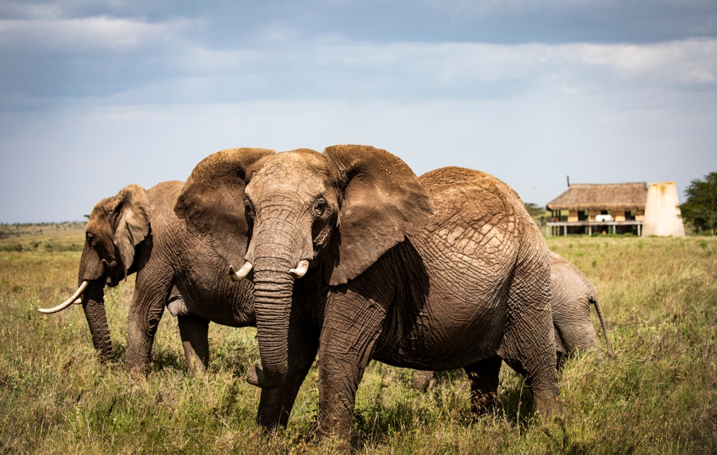 herds of elephants roaming at segera retreat, kenya