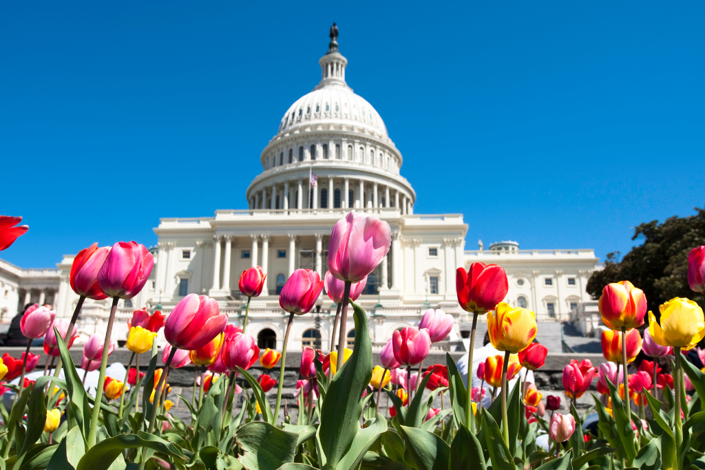 capital hill in washington, d.c.