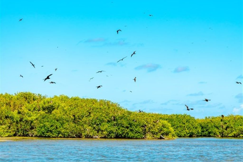 birds flying in the air at the sanctuary