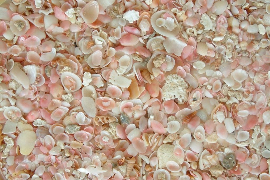 pink and white seashells